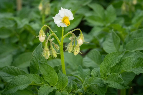 Potato flowers and green leaves. Potato field in the Netherlands