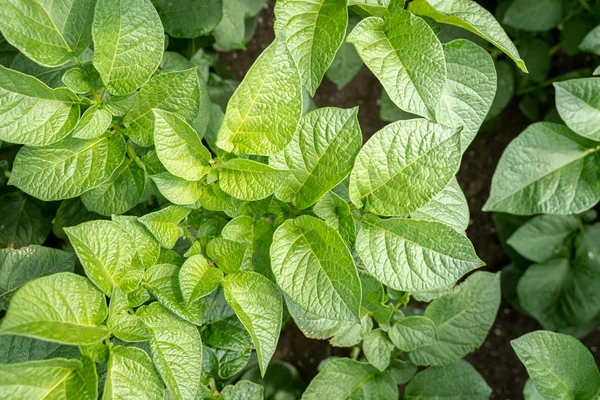 Yeşil yapraklar arka plan olarak patates yakın