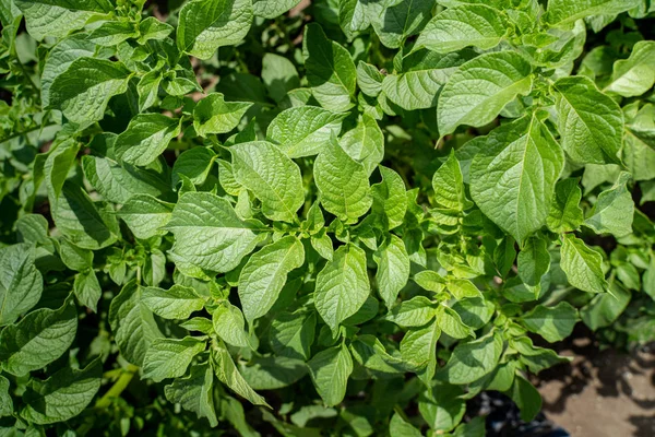 Yeşil yapraklar arka plan olarak patates yakın