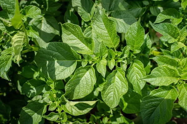 Yeşil yapraklar arka plan olarak patates yakın