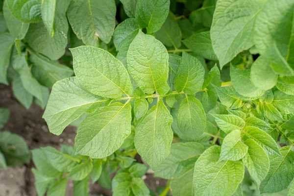 Yeşil yapraklar arka plan olarak patates yakın