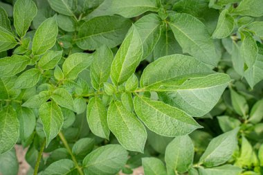 Yeşil yapraklar arka plan olarak patates yakın