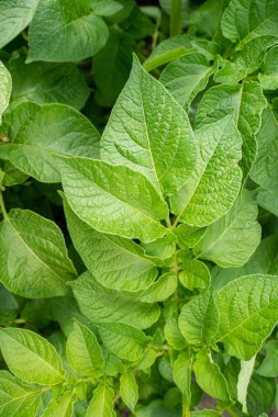 Yeşil yapraklar arka plan olarak patates yakın