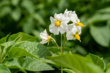 Patates çiçekleri ve yeşil yapraklar. Hollanda'da patates tarlası