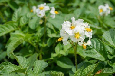Patates çiçekleri ve yeşil yapraklar. Hollanda'da patates tarlası