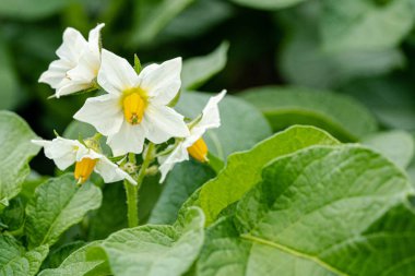 Patates çiçekleri ve yeşil yapraklar. Hollanda'da patates tarlası