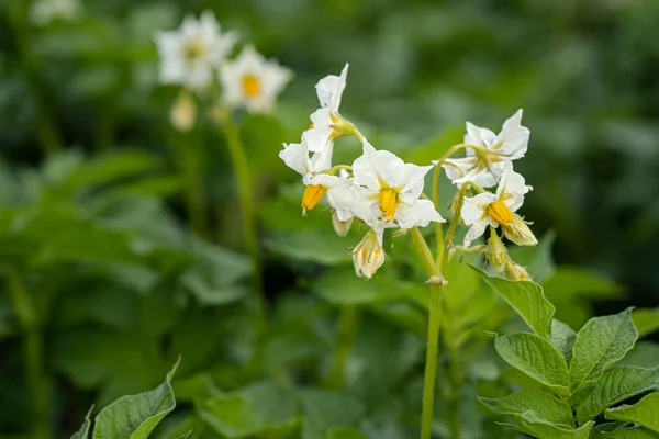 Flores de patata y hojas verdes. Campo de patatas en los Países Bajos — Foto de Stock