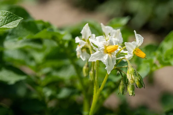 Potato flowers and green leaves. Potato field in the Netherlands