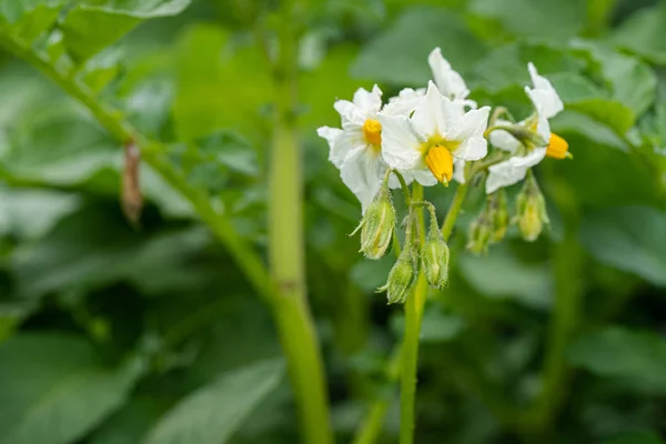 Potato flowers and green leaves. Potato field in the Netherlands