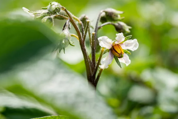 Potato flowers and green leaves. Potato field in the Netherlands