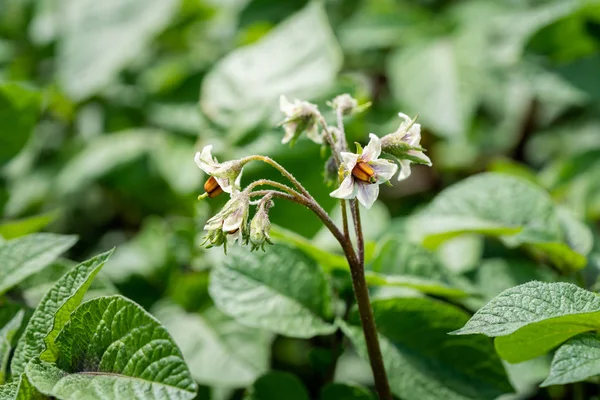 Potato flowers and green leaves. Potato field in the Netherlands