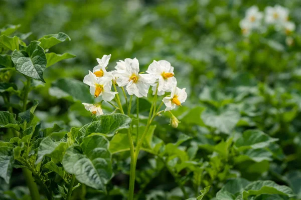 Bramborové květiny a zelené lístky. Bramborové pole v Nizozemsku — Stock fotografie