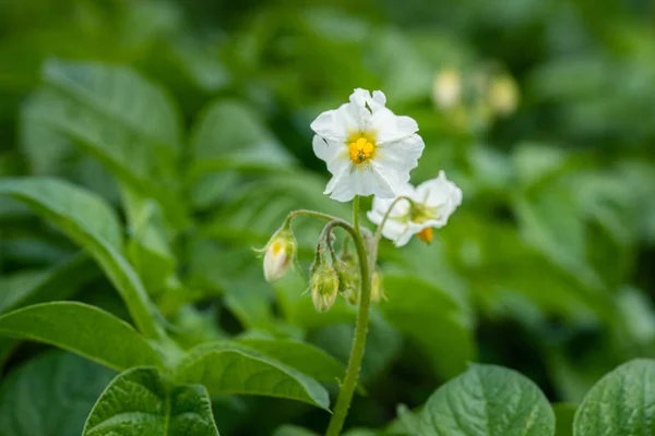 Potato flowers and green leaves. Potato field in the Netherlands