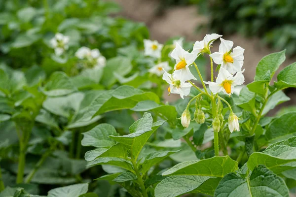 Patates çiçekleri ve yeşil yapraklar. Hollanda'da patates tarlası