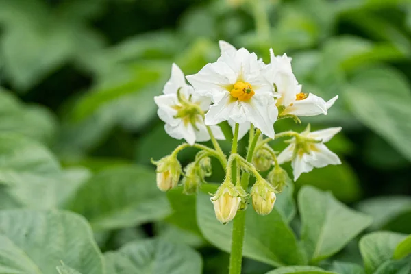 Flores de patata y hojas verdes. Campo de patatas en los Países Bajos — Foto de Stock