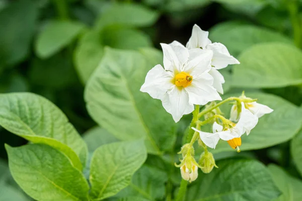 Patates çiçekleri ve yeşil yapraklar. Hollanda'da patates tarlası
