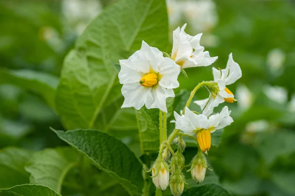 Potato flowers and green leaves. Potato field in the Netherlands