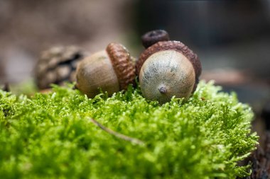 Kahverengi Meşe Palamudu Mossy Yeşil Orman Alt Yan Görünümü