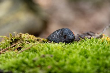Yeşil bir halı üzerinde uyuyan siyah renkli çıplak salyangoz haddelenmiş