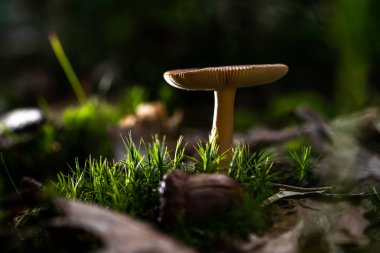 Sonbahar ormanında güzel pozlanmış yabani taze mantar