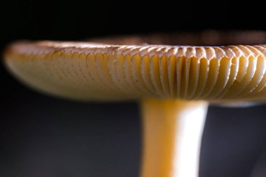 Sonbahar ormanında güzel pozlanmış yabani taze mantar