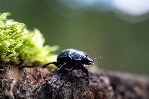 Beautiful close up photo of the black-colored beetle (Geotrupes