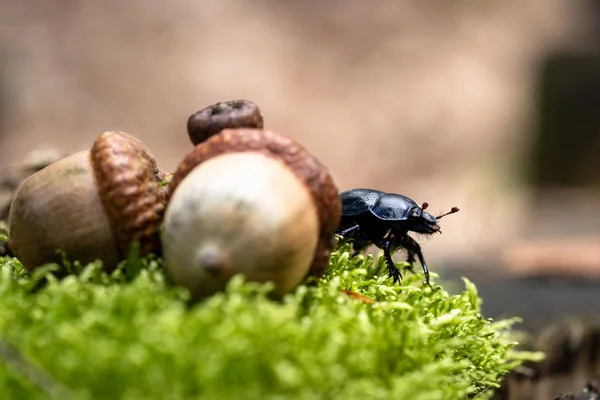 Hermosa foto del escarabajo de color negro (Geotrupes — Foto de Stock