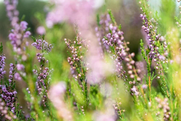 Rosa Ljung blomma mot färgglada defokuserad bakgrund bokeh — Stockfoto