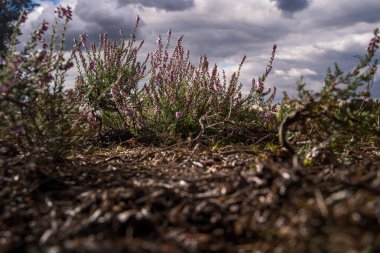Renkli defokus arka plan bokeh karşı Pembe heather çiçek