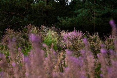 Renkli defokus arka plan bokeh karşı Pembe heather çiçek