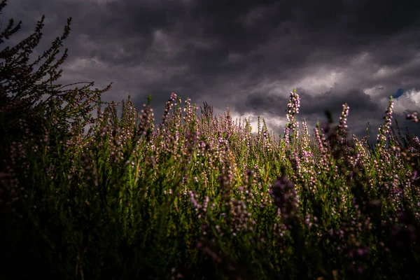 Rosa Ljung blomma mot färgglada defokuserad bakgrund bokeh — Stockfoto