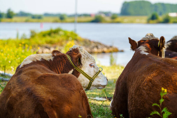 Young brwon spotted  cows on the floodplains of a Dutch river. It's early in the morning on a sunny day in the summer season.
