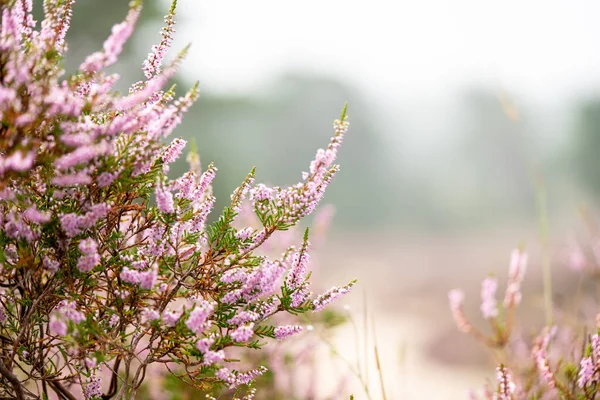 Macro Photo Umn Blooms Dutch Heathlands — стокове фото