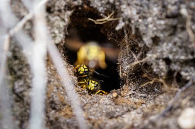 Macro, milli parktaki Heathland, Sallandse Heuvelrug 'daki doğal çevredeki eşekarısı kovanının fotoğrafını çek.