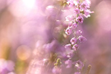 Açık havada çiçek açan canlı pembe kenevir (Calluna vulgaris). Z 'nin güzel bokeh' i ve arka planında ışık olan muhteşem bir manzara. Botanik fotoğrafı.