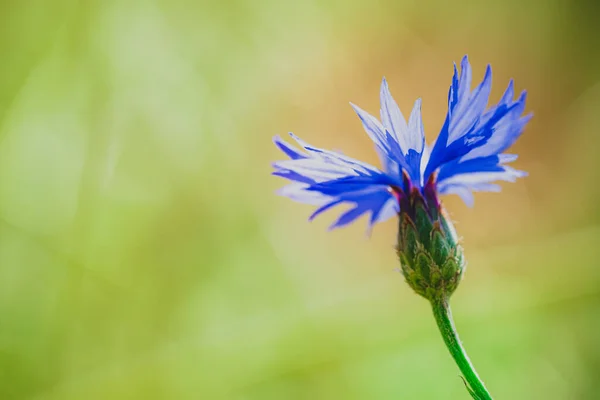 Sommertapete Aus Blauer Kornblume Grünen Spica Blumen Mit Bokeh Und — Stockfoto