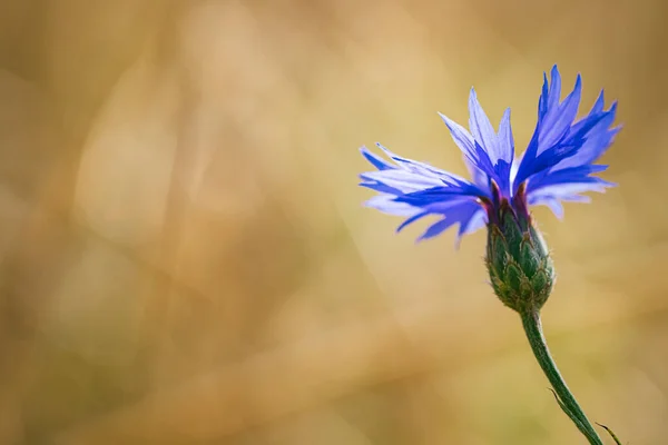 Zomer Wallpaper Van Blauwe Korenbloem Groene Spica Bloemen Met Bokeh — Stockfoto