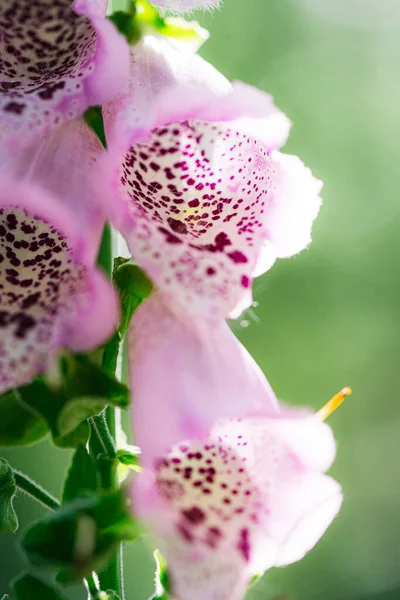 Foxglove produces alternating ovate to oblong leaves towards a lower part of the stem that is capped by tall one-sided cluster of pendulous bell-shaped flowers with many purple spots inside the blooms