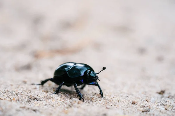 Escarabajo Curioso Defesivo Geotrupes Stercorarius Caminando Sobre Prado Arenoso Bosque — Foto de Stock