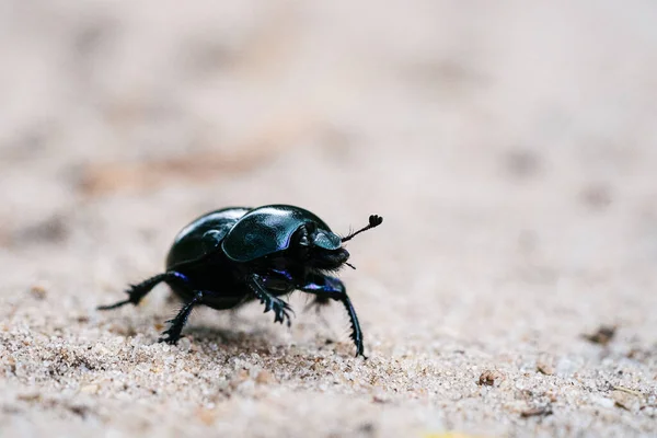 Escarabajo Curioso Defesivo Geotrupes Stercorarius Caminando Sobre Prado Arenoso Bosque — Foto de Stock