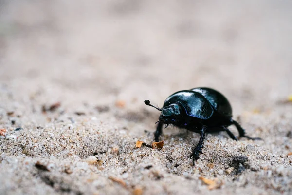 Besouro Curioso Defesivo Geotrupes Stercorarius Caminhando Prado Arenoso Uma Floresta — Fotografia de Stock