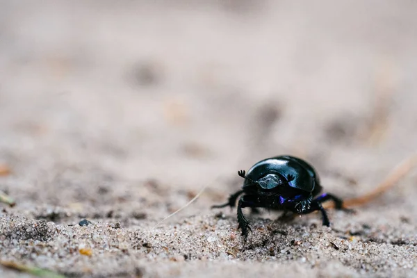 Escarabajo Curioso Defesivo Geotrupes Stercorarius Caminando Sobre Prado Arenoso Bosque — Foto de Stock