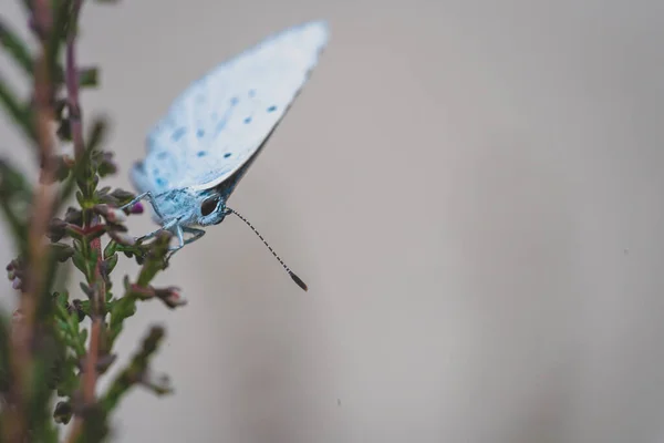 Vřes Modrý Plebeius Argus Malí Motýli Rozpětím Křídel Nepřesahujícím Samci — Stock fotografie