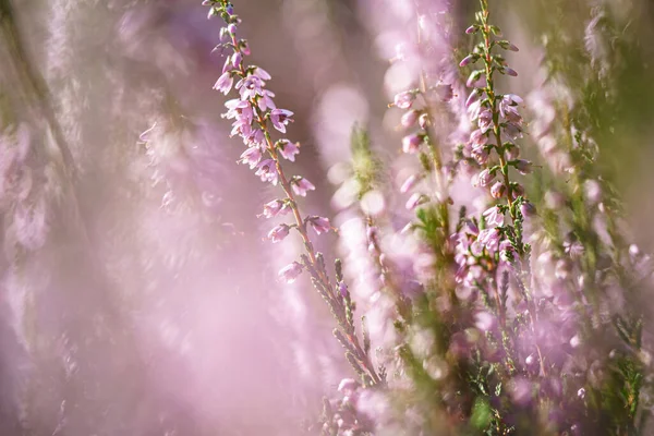 Živé Růžové Vřesoviště Calluna Vulgaris Kvetoucí Venku Úžasný Výhled Krásné — Stock fotografie