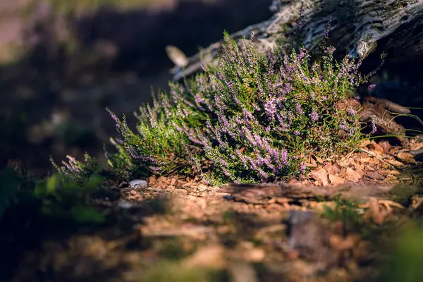 Close Bloeiende Calluna Vulgaris Gewone Heide Leng Gewoon Heide Natuur — Stockfoto