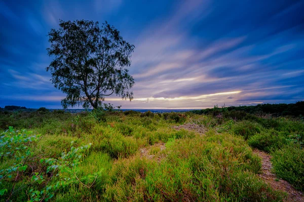 Landschaftsbild Des Nationalparks Sallandse Heuvelrug Den Niederlanden — Stockfoto