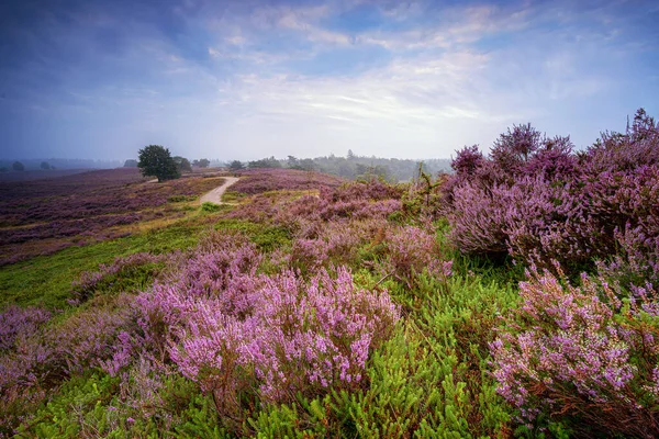 Paysage Pittoresque Coloré Dans Parc National Néerlandais Saison Estivale — Photo