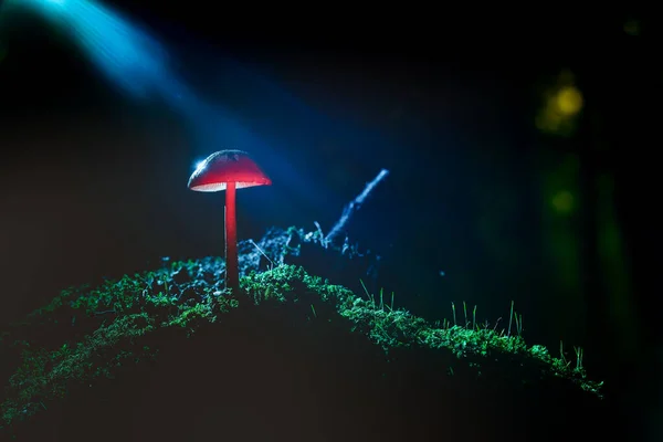 Photographie Macro Éclairée Théâtrale Avec Gros Plan Champignons Dans Forêt — Photo