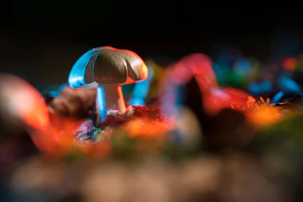 Theatrical Illuminated Macro Photography Close Fungus Mushroom Forest Atmospheric Baluw — Stock Photo, Image