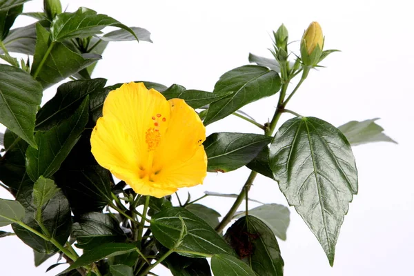 Quarto Amarelo Flores Jardim — Fotografia de Stock